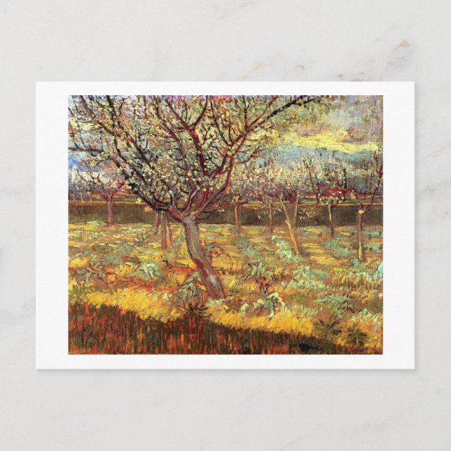 Postal Árboles de albaricoque en flor por Van Gogh (Anverso)