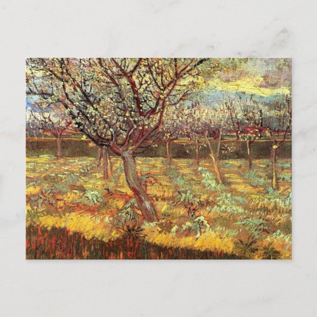 Postal Árboles de albaricoque en flor por Van Gogh (Anverso)