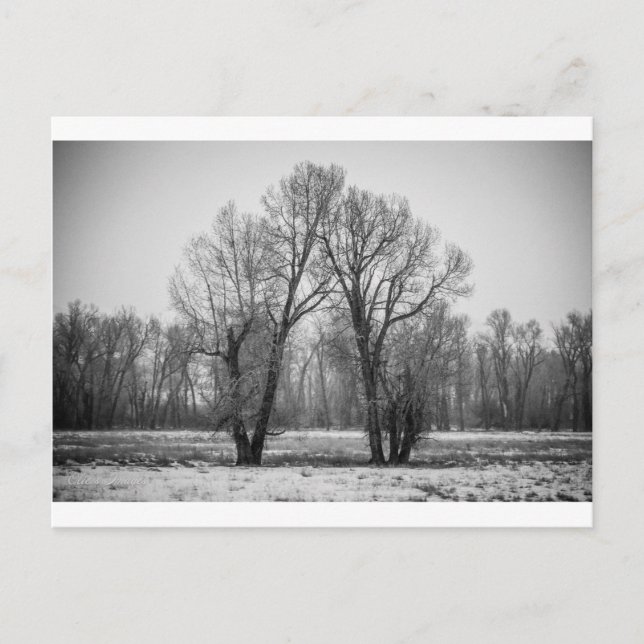 Postal Árboles de amor (Anverso)