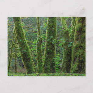 Postal Árboles de arce de hoja grande y helados Estado