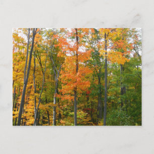 Postal Árboles de Arce de Otoño Fotografía de la Naturale