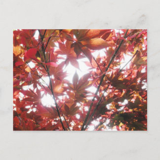 Postal Árboles de arce rojos japoneses dejan foto