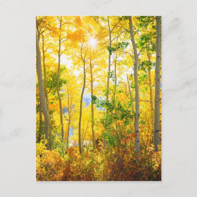 Postal Árboles De Aspen En Caída | Sierra Nevada, CA (Anverso)