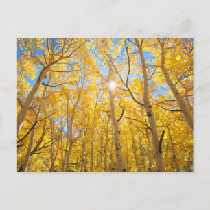 Postal Árboles de Aspen   Sierra Nevada, CA