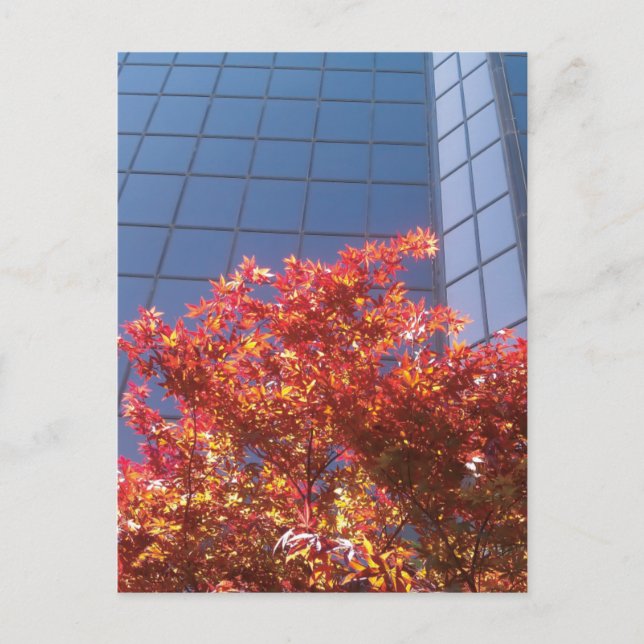 Postal Árboles de Brentwood y vidrio (Anverso)