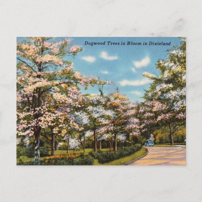 Postal Árboles de dogwood en Dixieland (Anverso)