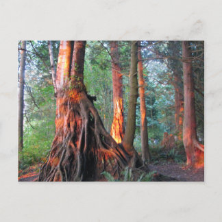 Postal Árboles de fuego