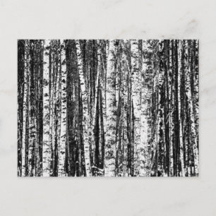 Postal Árboles de haya, gris blanco y carbón / gris
