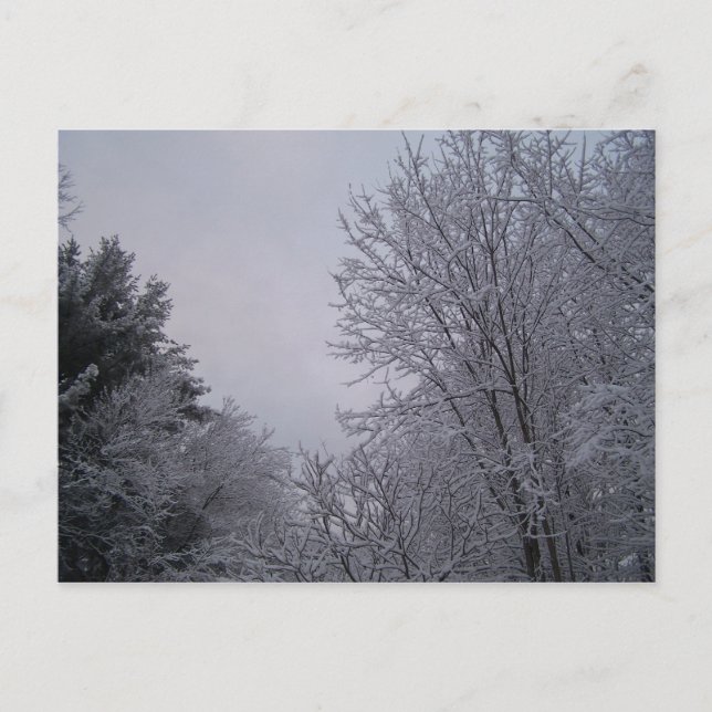 Postal Árboles de invierno (Anverso)