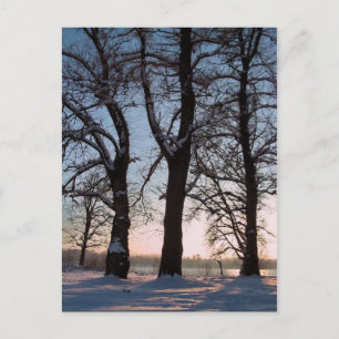 Postal Árboles de invierno sobre fondo azul del cielo