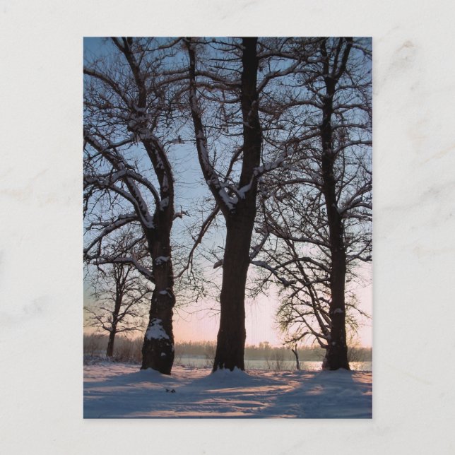 Postal Árboles de invierno sobre fondo azul del cielo (Anverso)