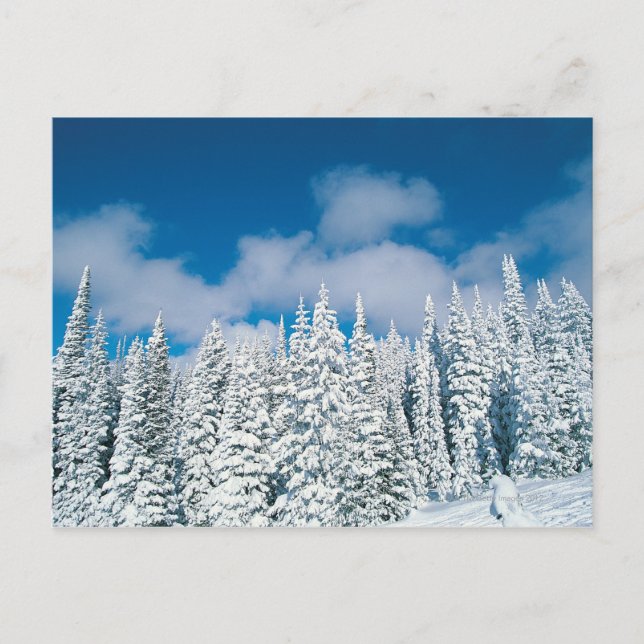 Postal Árboles de invierno, Steamboat, Colorado, Estados  (Anverso)