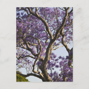 Postal Árboles de jacaranda en flor en New Farm Park,