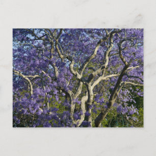 Postal Árboles de Jacaranda en flor en New Farm Park, 2