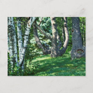 Postal Árboles de la colina