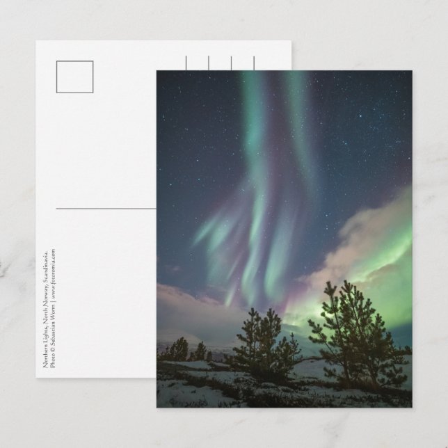Postal Árboles de luces del norte (Anverso / Reverso)