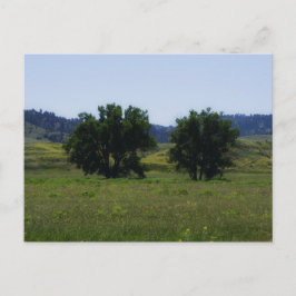 Postal Árboles de madera de algodón