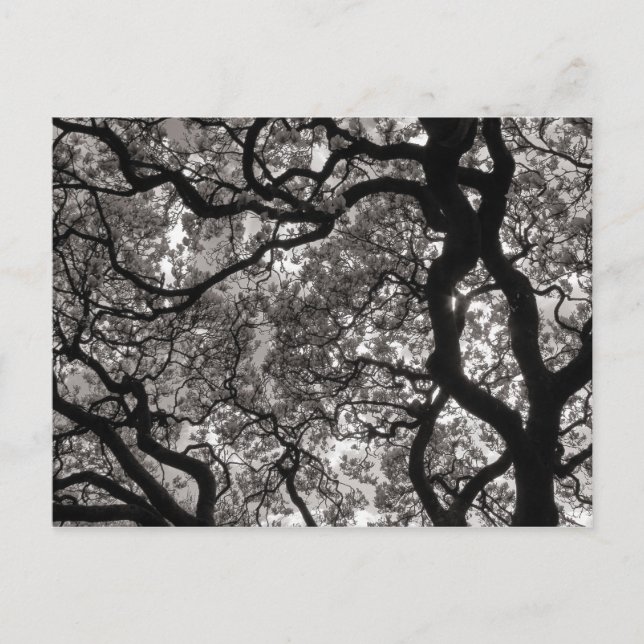 Postal Árboles de magnolia en flor (Anverso)