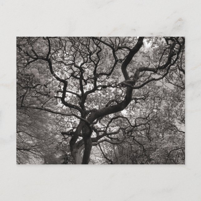 Postal Árboles de magnolia en flor (Anverso)