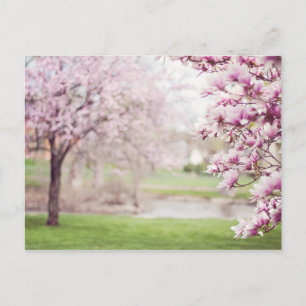 Postal Árboles de magnolia floreciendo