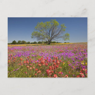 Postal Árboles de mezquite de primavera creciendo en flor
