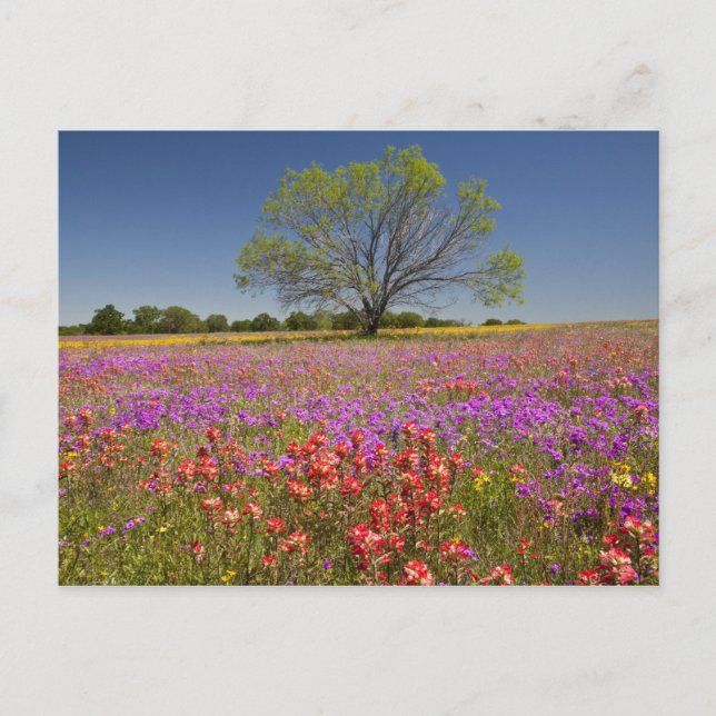 Postal Árboles de mezquite de primavera creciendo en flor (Anverso)