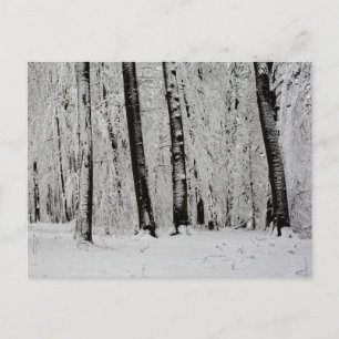 Postal Árboles de nieve de invierno - -