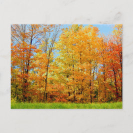 Postal Árboles de otoño 2004 Foto