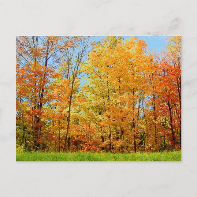 Postal Árboles de otoño 2004 Foto (Anverso)