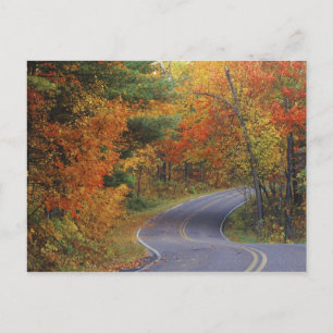 Postal Árboles de otoño alinean la carretera en Itasca St