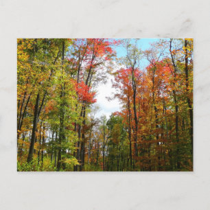 Postal Árboles de otoño y cielo azul Fotografía de la nat