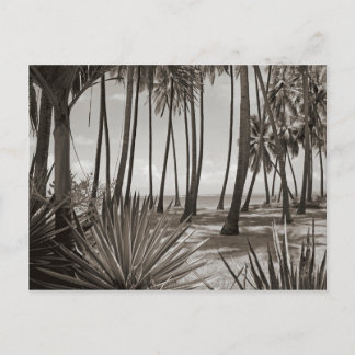 Postal Árboles de palmeras caribeños contemporáneos negro