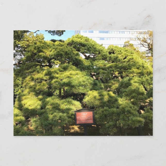 Postal Árboles de pino de 300 años (Anverso)