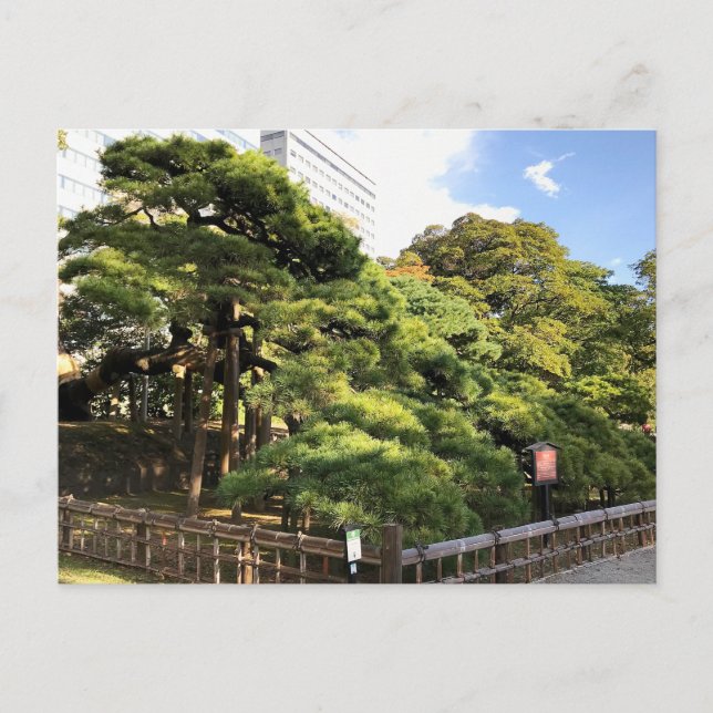 Postal Árboles de pino de 300 años (Anverso)