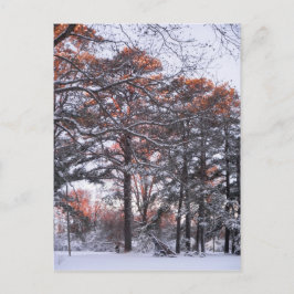 Postal Árboles de pinos en nieve al amanecer foto de invi