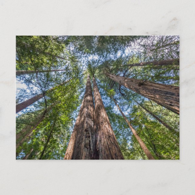 Postal Árboles de secuoya | Condado de Marin, California (Anverso)