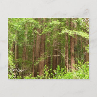Postal Árboles de secuoya en monumento nacional Muir Wood