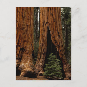 Postal Árboles de Secuoya, Parque Nacional Sequoia.
