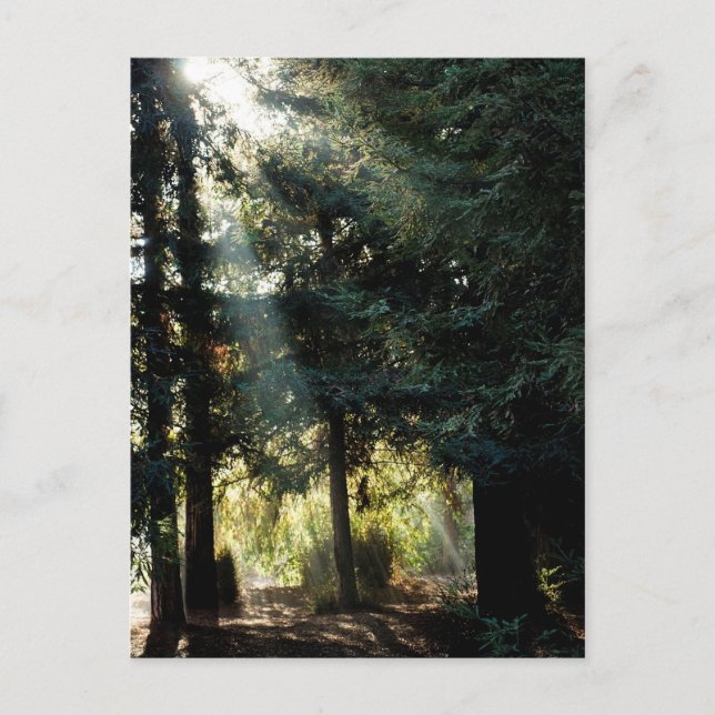 Postal Árboles de secuoya por la mañana (Anverso)