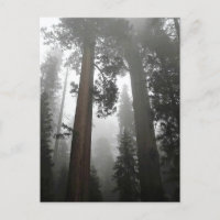 Árboles de secuoyas gigantes en niebla, CA