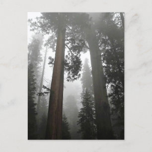Postal Árboles de secuoyas gigantes en niebla, CA