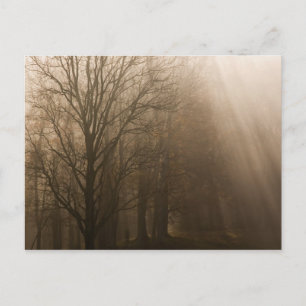 Postal Árboles de Tennessee en niebla Gran Montaña Hume