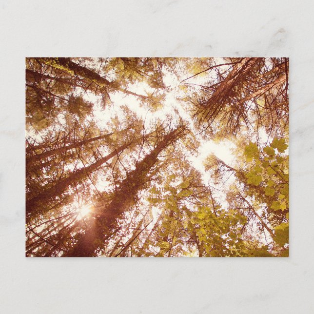 Postal Árboles de verano vintage (Anverso)