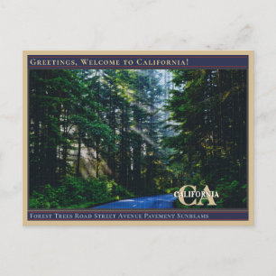 Postal Árboles del bosque Calle Avenida Camino Pavimento 