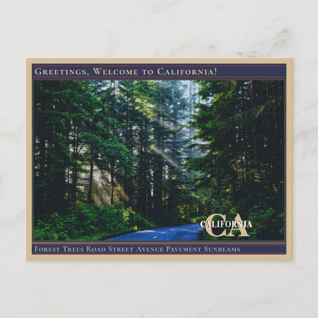 Postal Árboles del bosque Calle Avenida Camino Pavimento  (Anverso)