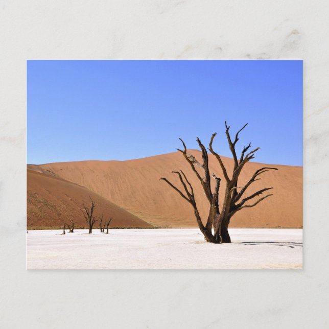 Postal Árboles del desierto (Anverso)