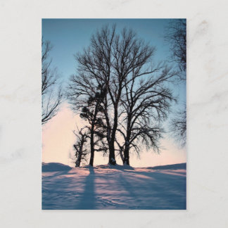Postal Árboles del invierno en fondo del cielo azul