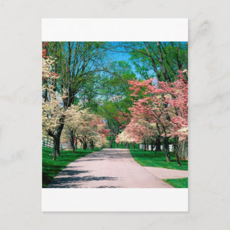 Postal Árboles Dogwood blanco rosado Lexington Kentucky