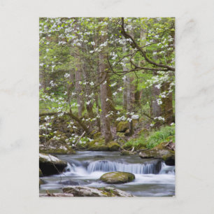 Postal Árboles Dogwood   Gran Montaña Smoky, Tennessee