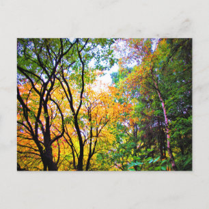 Postal Árboles Elegantes Hojas Coloridas Naturaleza Escén